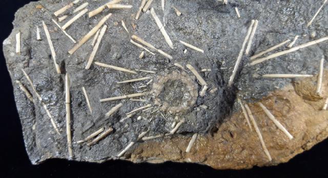 Acrosalenia hemicidaroides WRIGTH 1851 - Bild © FossNet FossilienStore